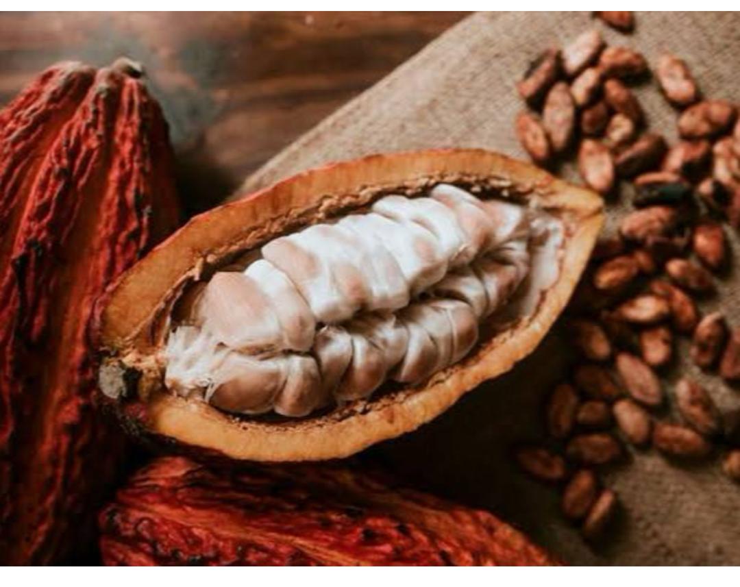 Fèves de cacao de qualité